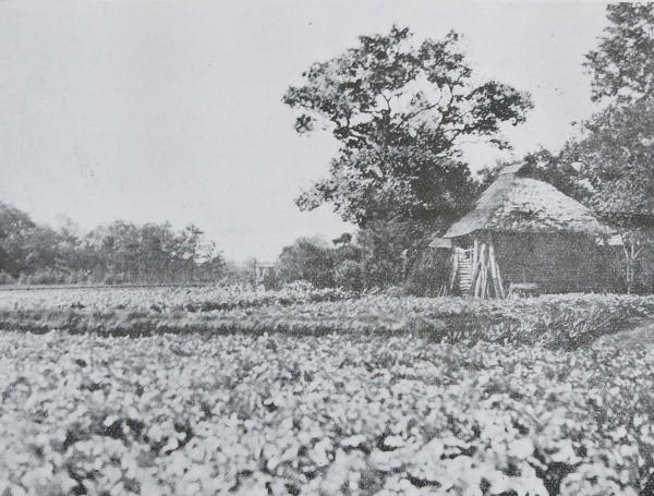 区画整理前の井荻村（出典：『内田秀五郎翁』）