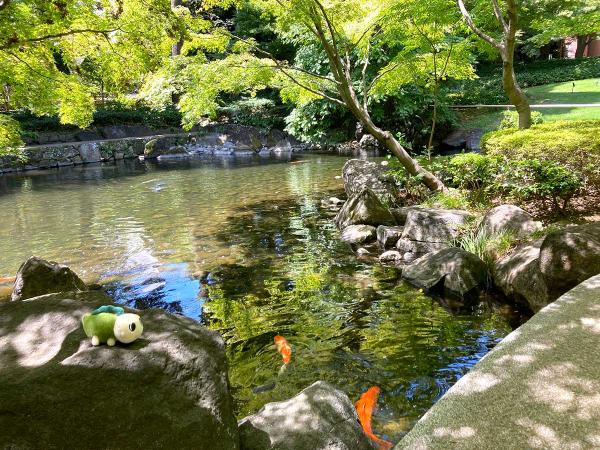 交流自治体・新潟県小千谷市から寄贈された「泳ぐ宝石」錦鯉