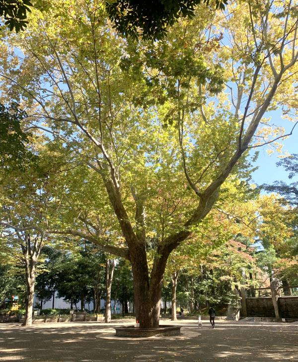 蚕糸の森公園に残るプラタナスの大木 