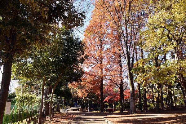 季節によって景色の変わる散歩道（撮影：2022年11月27日）