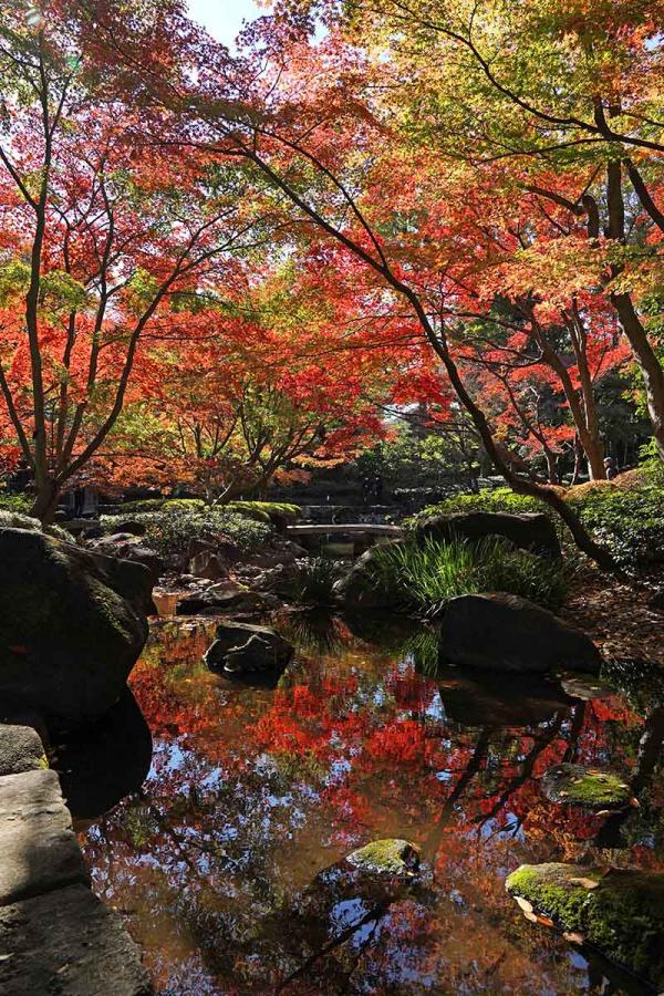 紅葉ライトアップ期間は、昼間の風景も格別（撮影：2022年11月25日）