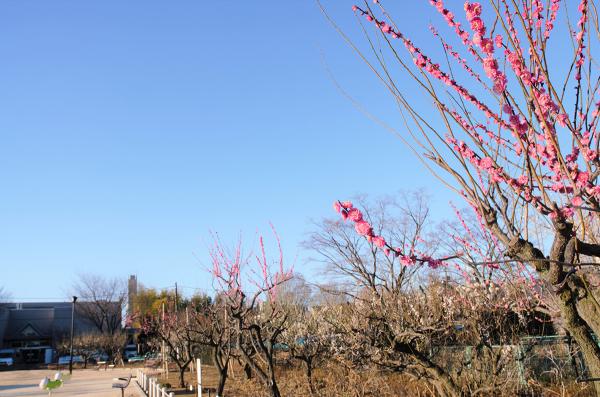 園名の由来である梅の木が公園の周りを囲っている（撮影：2023年2月26日）