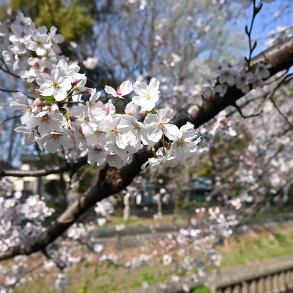 相生橋付近（撮影：2023年３月22日 水）