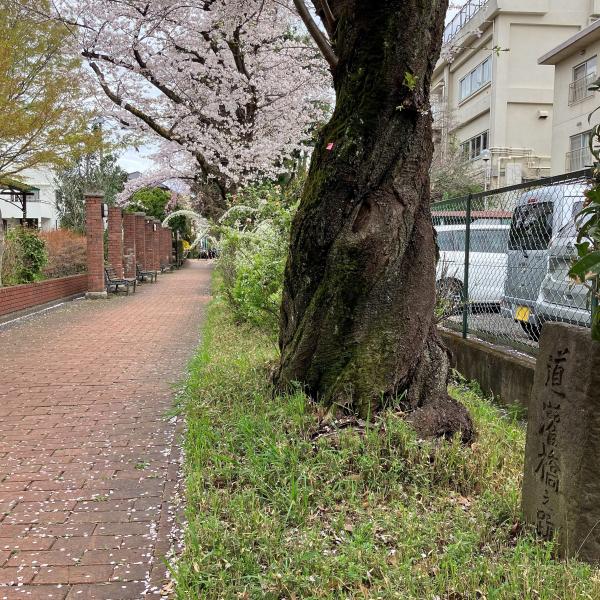 道灌橋の石碑と桜（撮影：2023年３月24日）