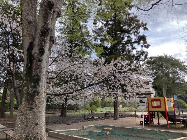 切通し公園の桜（撮影：2023年３月24日）