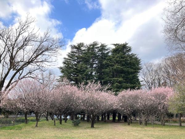 「子供の広場」付近にある梅林（撮影：2023年3月2日）