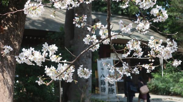 春の桜も見どころの一つ（撮影：2023年３月16日）