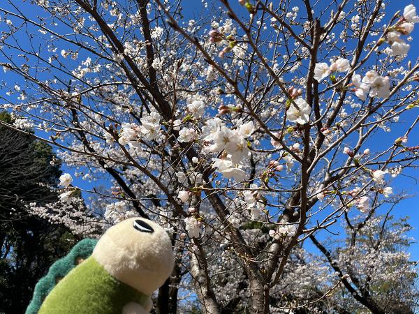 「暖かな日だから、どんどん花が咲いていくよ」