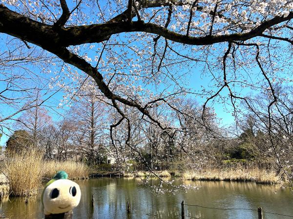 水生植物が多く見られる下の池