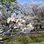 対岸の杉二小前広場は、花見を楽しむ人でにぎわっている（撮影：2023年4月1日 土）
