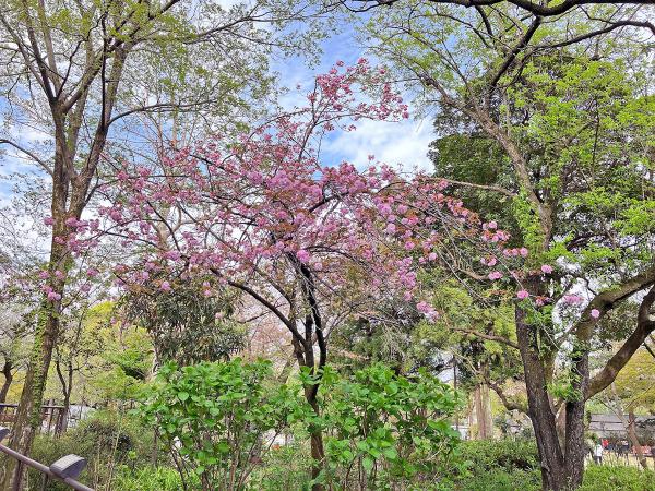八重桜も楽しめる（撮影：2023年4月5日）