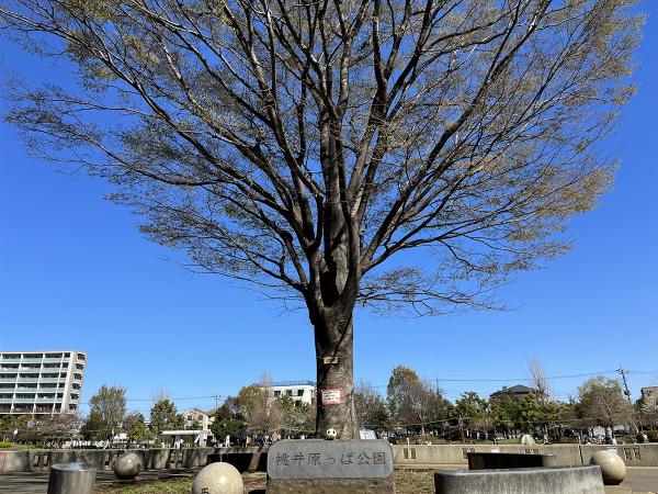 園の西側にある大きなケヤキ