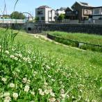 草花が茂る、親水施設ののどかな岸辺