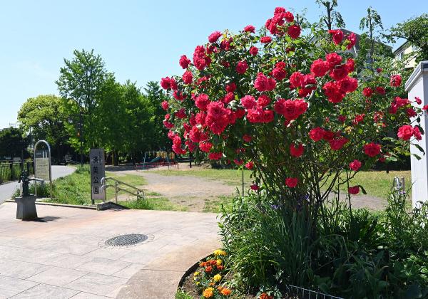 園名板のそばに花壇があり、５月上旬ごろはバラの花が彩りを添える（撮影：2023年5月5日）