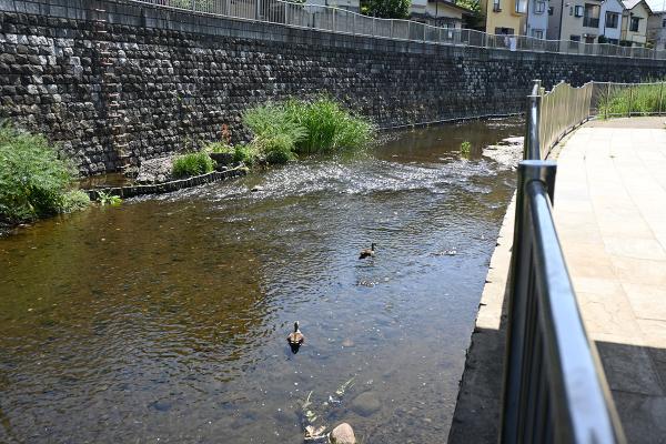 水鳥を間近で観察できる