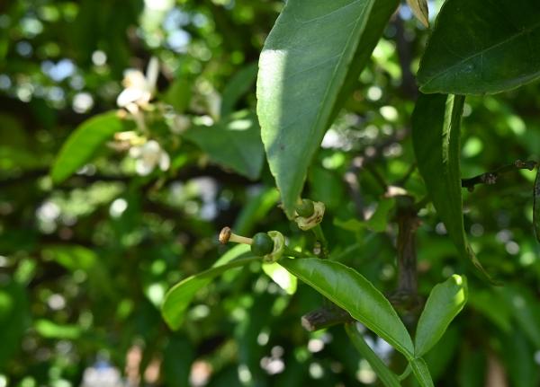 取材をした５月上旬は白い花が散り、夏ミカンの赤ちゃんが育ち始めていた