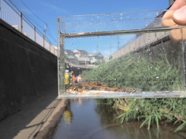 善福寺川上流に生息する魚のカマツカ。子供たちが興味深く観察していた