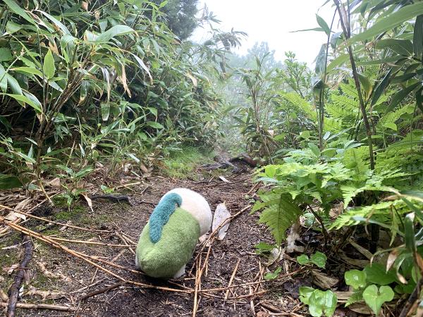 探検者気分で山道を勇敢に進む