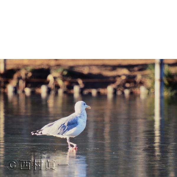セグロカモメ。１月、都立善福寺公園で撮影