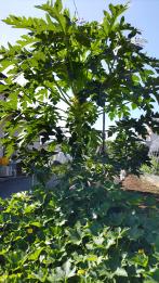 10月上旬のパパイヤの木。わずか半年ほどでこの大きさに（写真下の方は冬瓜の伸びたつる）