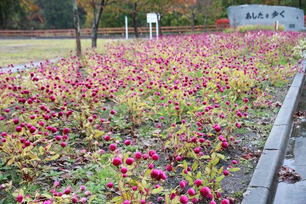 福島県双葉郡川内村に咲く千日紅（写真提供：山田重子さん）