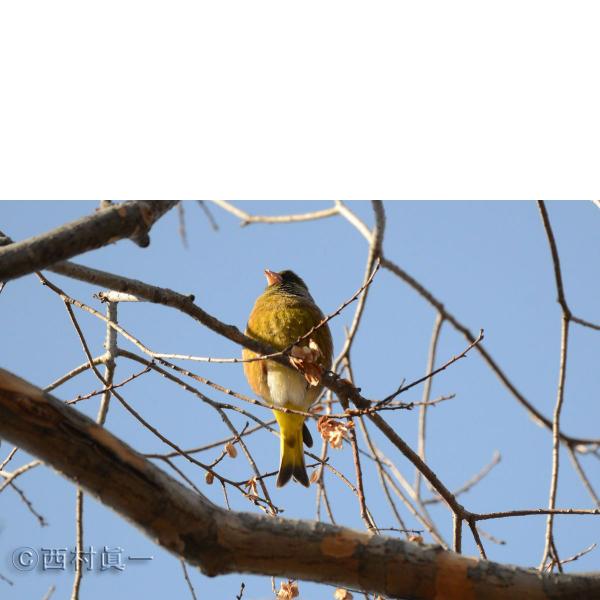 カワラヒワ。２月、都立善福寺川緑地で撮影