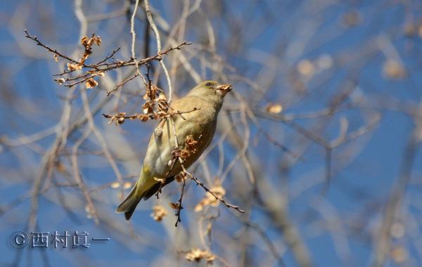 カワラヒワ。２月、都立善福寺川緑地で撮影