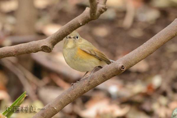 ルリビタキの雌。２月、都立善福寺公園で撮影