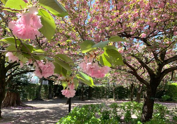 春には、敷地の南西にある広場で八重桜が楽しめる（撮影：2024年4月19日）