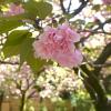八重桜ならではの、ふわっとした花がかわいらしい（撮影：2024年4月19日）