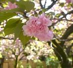 八重桜ならではの、ふわっとした花がかわいらしい（撮影：2024年4月19日）