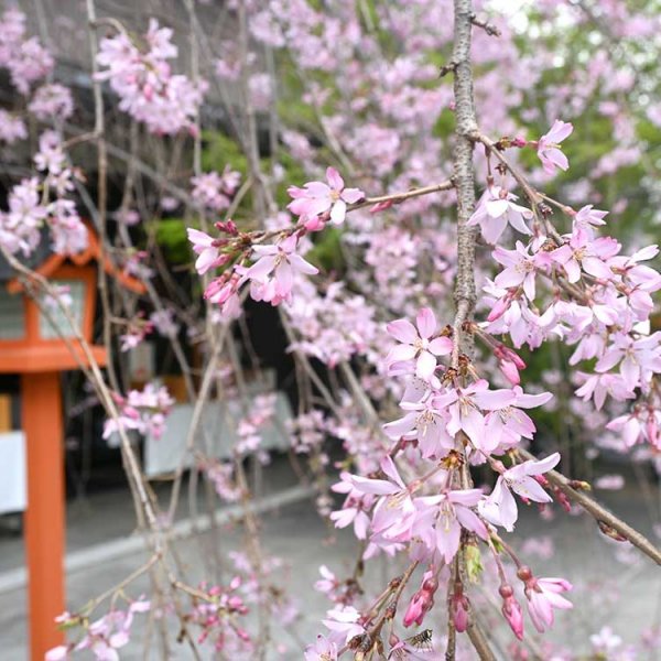 住所は阿佐谷だが最寄り駅は新高円寺駅。徒歩７分ほどで到着（撮影：2024年４月１日）