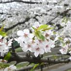 杉二小前広場付近<br>（撮影：2025年４月７日 月曜日）