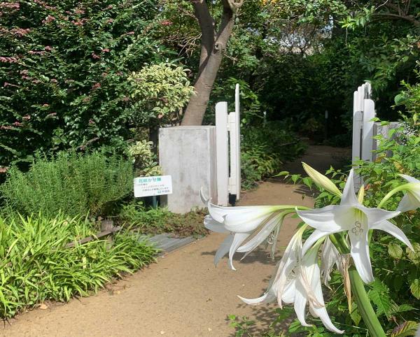 草花が生き生きと育つ「Aさんの庭」。どこか懐かしさを感じる風景