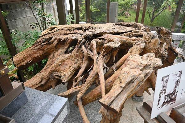 新田義貞が手植えした「出世杉」。1946（昭和21）年に枯れ、切り株が残る