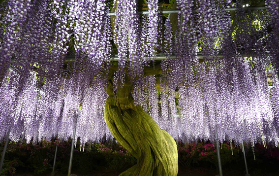 あしかがフラワーパークの「むらさき藤棚」。繊細な光の濃淡で藤棚を彩る（写真提供：工藤真司さん）