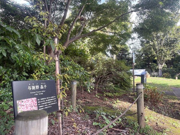 「与謝野晶子」という品種の桜も植えられている