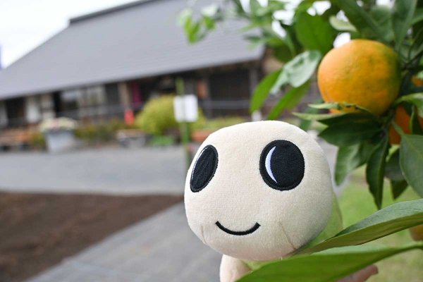 ミカン、レモン、ブルーベリーが実る果樹園もあるすぎのこ農園