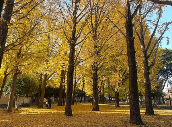 東京都立善福寺川緑地、相生橋付近
