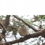 キクイタダキ。小さく、動きが速い。１月、善福寺公園で撮影　