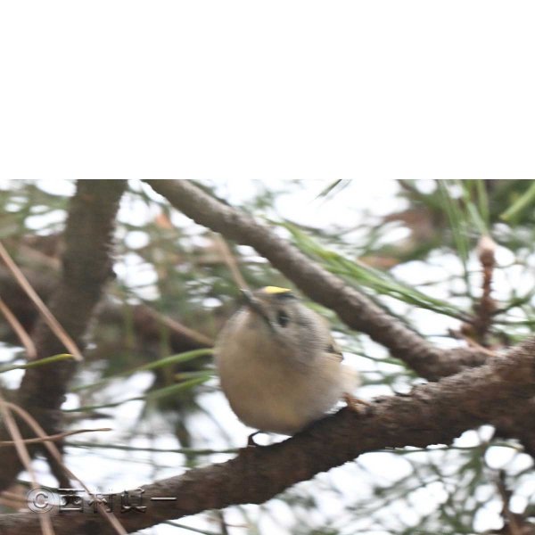 キクイタダキ。小さく、動きが速い。１月、善福寺公園で撮影　