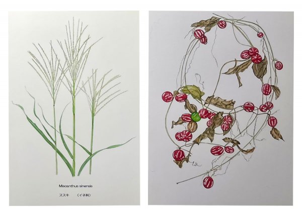 金さんのボタニカルアート。会員による野草を題材とした作品展も企画中