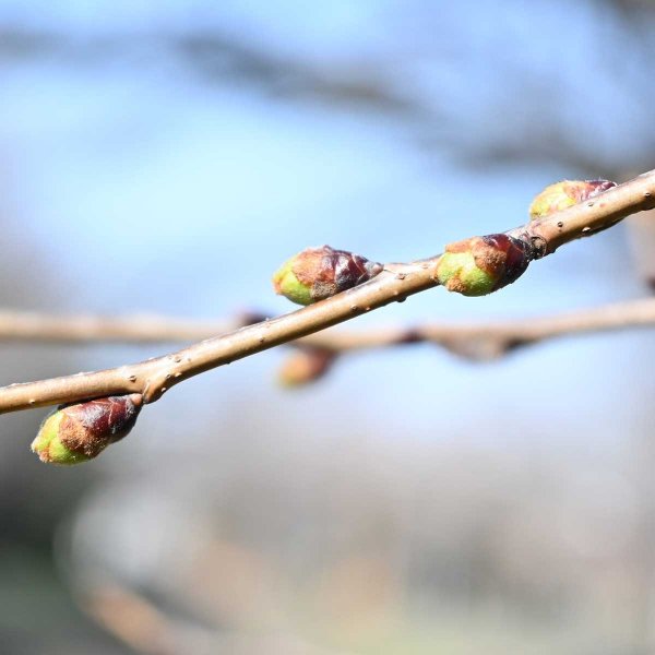 尾崎橋付近（撮影：2026年３月９日 月曜日)