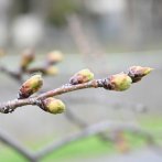 相生橋付近（撮影：2026年３月13日 金曜日)