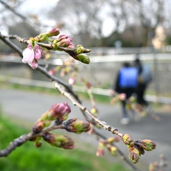 相生橋付近。開花まであと一息（撮影：2026年３月18日 水曜日)