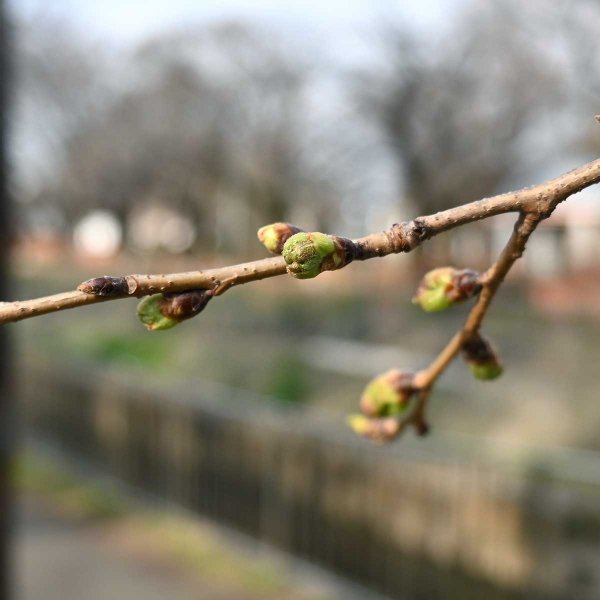 尾崎橋付近。先端がわずかにピンク色に（撮影：2026年３月18日 水曜日)