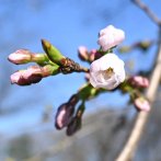 例年開花が遅い尾崎橋付近も、花が開き始めた（撮影：2026年３月21日 土曜日)