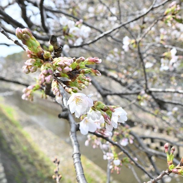 せきれい橋付近（撮影：2026年３月23日 月曜日)
