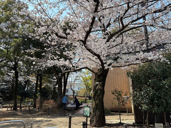 枝が歩道に張り出すほど立派な桜の木（撮影：2026年3月29日）　