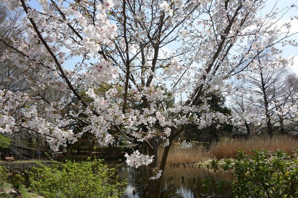 下池付近（撮影：2026年3月28日）